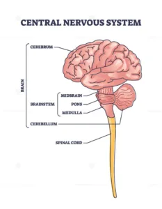 How brain works psychology