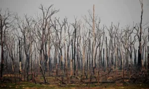 Biodiversity loss