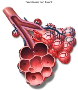 Biology class 10 chapter 1 life process notes pdf free download