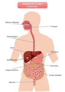 Biology class 10 chapter 1 life process notes pdf free download. 