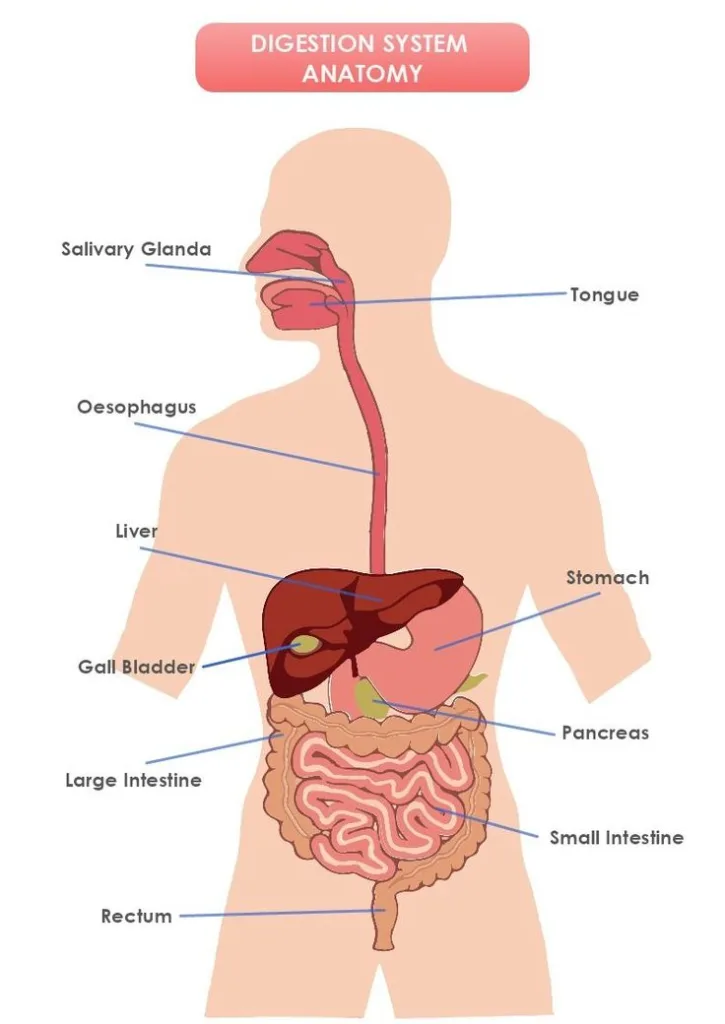 Class 10 biology life processes important questions. PYQs of Life Processes Class 10 PDF download with solution