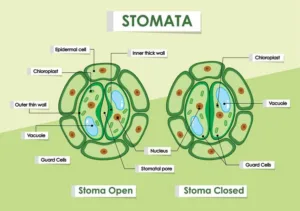 Biology class 10 chapter 1 life process notes pdf free download