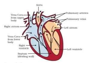 Biology class 10 chapter 1 life process notes pdf free download