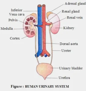 Biology class 10 chapter 1 life process notes pdf free download