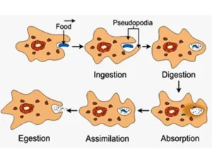 Class 10 biology life processes important questions. PYQs of Life Processes Class 10 PDF download with solution