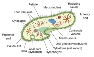 Biology class 10 chapter 1 life process notes pdf free download