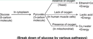 Biology class 10 chapter 1 life process notes pdf free download. 