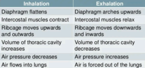 Biology class 10 chapter 1 life process notes pdf free download