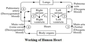 Biology class 10 chapter 1 life process notes pdf free download