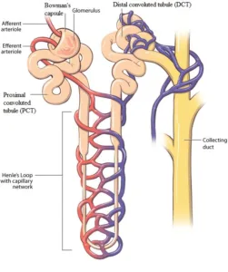 Class 10 biology life processes important questions. PYQs of Life Processes Class 10 PDF download with solution