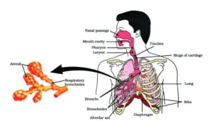 Class 10 biology life processes important questions. PYQs of Life Processes Class 10 PDF download with solution