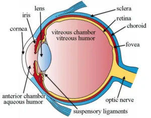 Human eye and colourful world class 10 notes