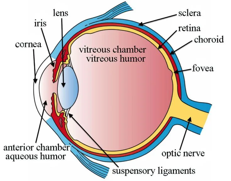 Human eye and colourful world important questions