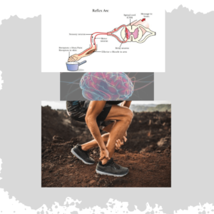 Reflex actions(Control And Coordination Complete Chapter) 